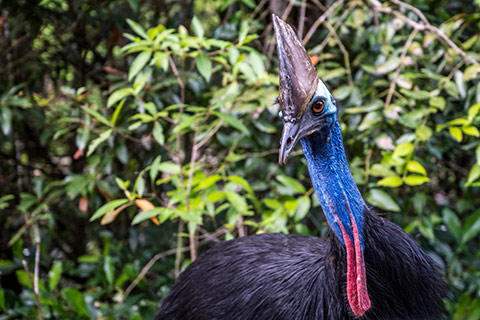 Cape Tribulation Tours