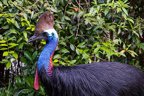 Port Douglas Daintree Rainforest Day Tours