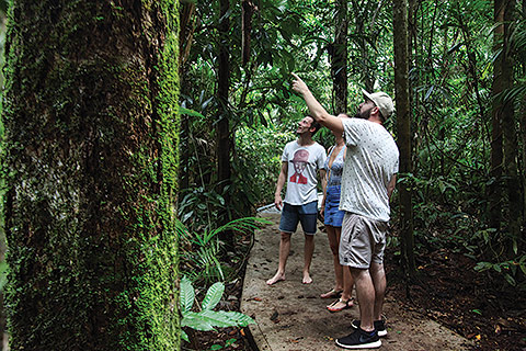 Cape Tribulation Tours