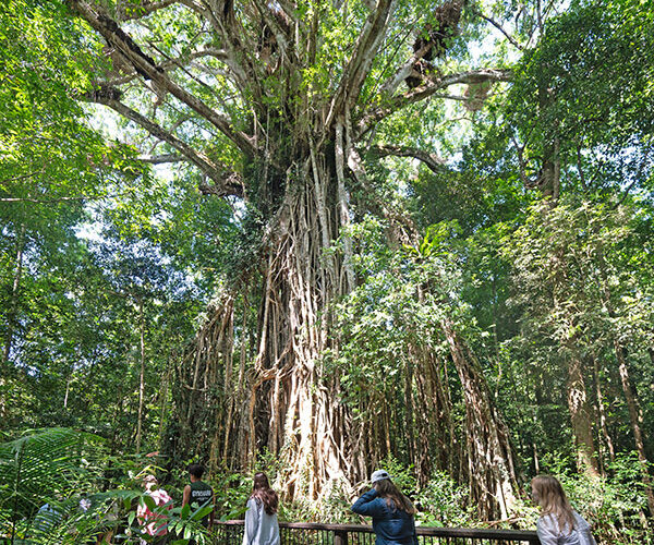 Atherton Tablelands image